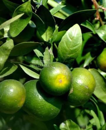 20 PCS Seeds Orange Mandarin Citrus Fruit