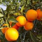 20 PCS Seeds Orange Mandarin Citrus Fruit