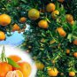 20 PCS Seeds Orange Mandarin Citrus Fruit