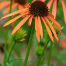200 PCS Seeds Orange Meadowbrite Echinacea Perennial Coneflower 200 PCS Seeds Orange Meadowbrite Echinacea Perennial Coneflower