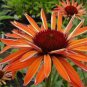 200 PCS Seeds Orange Meadowbrite Echinacea Perennial Coneflower
