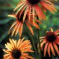 200 PCS Seeds Orange Meadowbrite Echinacea Perennial Coneflower