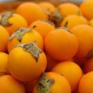100 PCS Seeds Orange Naranjilla Solanum Quitoense Fruit