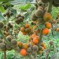100 PCS Seeds Orange Naranjilla Solanum Quitoense Fruit