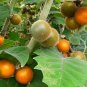 100 PCS Seeds Orange Naranjilla Solanum Quitoense Fruit