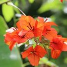 100 PCS Seeds Orange Purple Bougainvillea