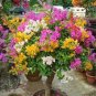 100 PCS Seeds Orange Purple Bougainvillea