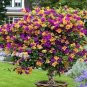 100 PCS Seeds Orange Purple Bougainvillea