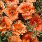 100 PCS Seeds Orange Rose