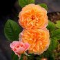 100 PCS Seeds Orange Rose