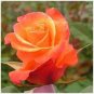 100 PCS Seeds Orange Rose