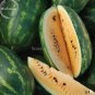 20 PCS Seeds Orange Tendersweet Watermelon