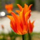 100 PCS Seeds Orange Tulip