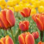 100 PCS Seeds Orange Tulip
