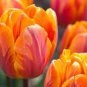 100 PCS Seeds Orange Tulip