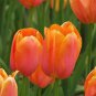100 PCS Seeds Orange Tulip