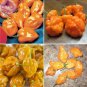 28 PCS Seeds Orange Yellow Habanero Pepper Capsicum