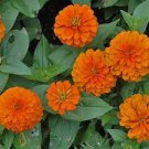 30 PCS Seeds Orange Zinnia Angustifolia Flower 30 PCS Seeds Orange Zinnia Angustifolia Flower