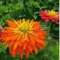 30 PCS Seeds Orange Zinnia Angustifolia Flower