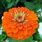 50 PCS Seeds Orange Zinnia Elegans Youth-and-old-age Annual Flowering Plant