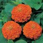 50 PCS Seeds Orange Zinnia Elegans Youth-and-old-age Annual Flowering Plant