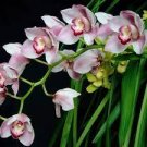 100 PCS Seeds Orchid Cymbidium 100 PCS Seeds Orchid Cymbidium