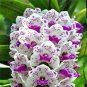 100 PCS Seeds Orchid Cymbidium