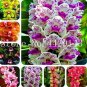 100 PCS Seeds Orchid Cymbidium