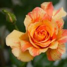 400 PCS Seeds ORANGE INTUITION ROSE, ROSE BUSH STRIPED 400 PCS Seeds ORANGE INTUITION ROSE, ROSE BUSH STRIPED