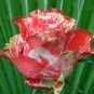 400 PCS Seeds ORANGE INTUITION ROSE, ROSE BUSH STRIPED
