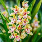 100 PCS Seeds Orchid Cymbidium Seeds Yellow Flowers Red Purple Tongue 100 PCS Seeds Orchid Cymbidium Seeds Yellow Flowers Red Purple Tongue