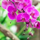 100 PCS Seeds Orchid Flower 100 PCS Seeds Orchid Flower