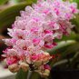 100 PCS Seeds Orchid Flower