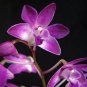 100 PCS Seeds Orchid Flower