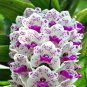 100 PCS Seeds Orchid Flower