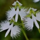 200 PCS Seeds Orchid Japanese Egret Flowers