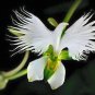 200 PCS Seeds Orchid Japanese Egret Flowers
