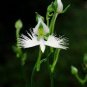 200 PCS Seeds Orchid Japanese Egret Flowers