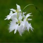 200 PCS Seeds Orchid Japanese Egret Flowers