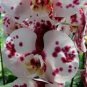 100 PCS Seeds Orchid Seeds White Double Flowers with Deep Red
