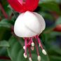 100 PCS Seeds Orchid Seeds White Double Flowers with Deep Red