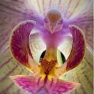 100 PCS Seeds Orchid Seeds Yellow Flowers with Blackish Red Tongue Flowers 100 PCS Seeds Orchid Seeds Yellow Flowers with Blackish Red Tongue Flowers