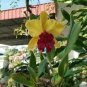 100 PCS Seeds Orchid Seeds Yellow Flowers with Blackish Red Tongue Flowers
