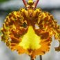 100 PCS Seeds Orchid Seeds Yellow Flowers with Blackish Red Tongue Flowers