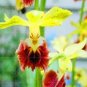 100 PCS Seeds Orchid Seeds Yellow Flowers with Blackish Red Tongue Flowers