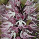 100 PCS Seeds Orchis Italica Bonsai Pyramid Monkey Orchid