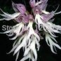 100 PCS Seeds Orchis Italica Bonsai Pyramid Monkey Orchid