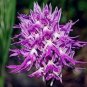 100 PCS Seeds Orchis Italica Bonsai Pyramid Monkey Orchid