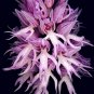 100 PCS Seeds Orchis Italica Bonsai Pyramid Monkey Orchid