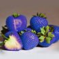 500 PCS Seeds Organic Blue Strawberry Antioxidant Seeds Delicious Plant